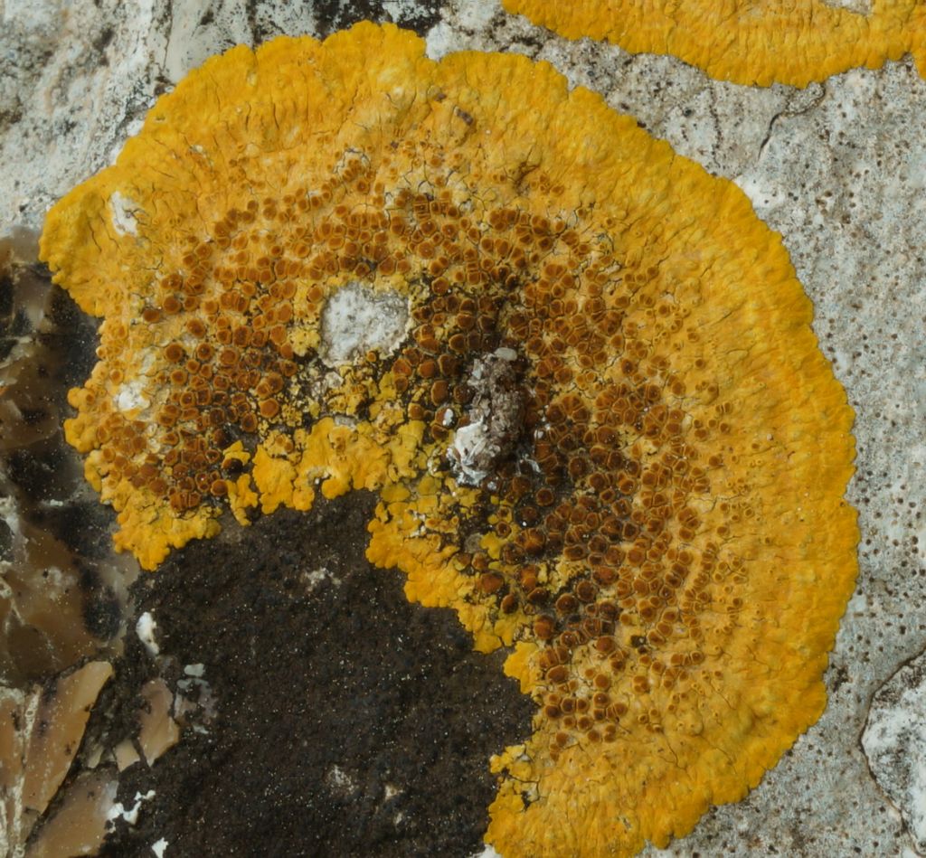 Altro lichene crostoso